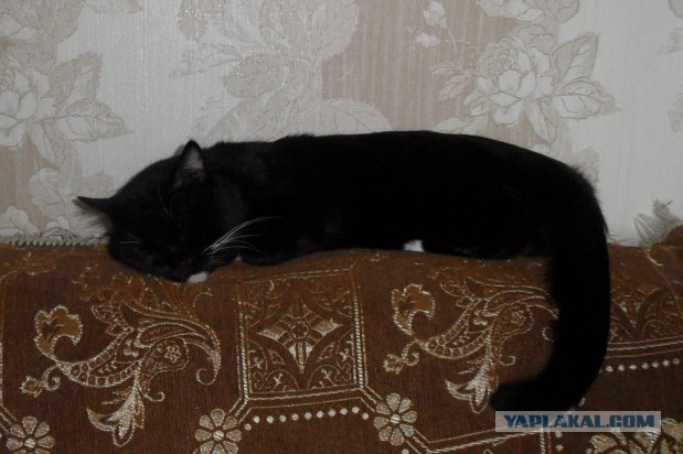 Котовторник  10.12.2013
