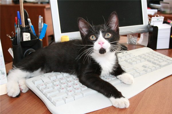 Невероятные приключения котика в доме программиста