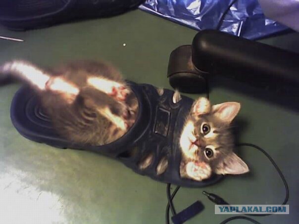 Даешь каждому коту по ботинку!