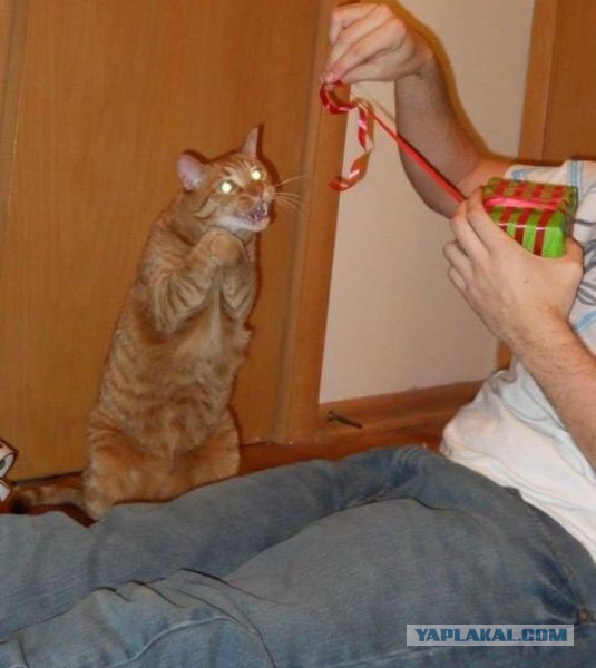 Известные котомемы.