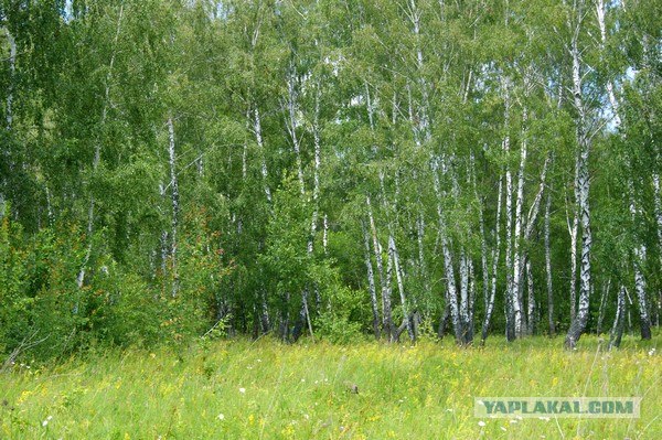 Небольшая дверь в Лето!