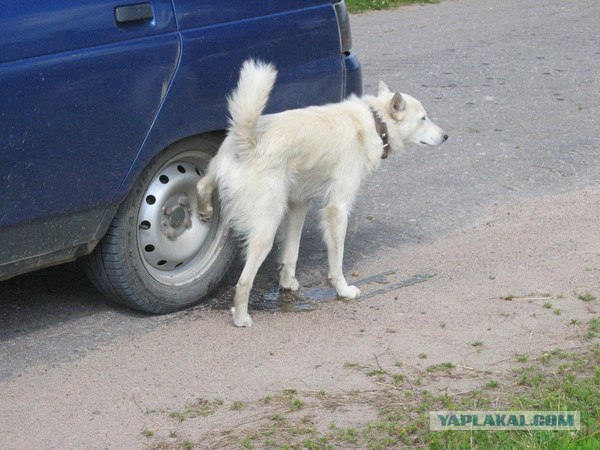 Хороша невестушка...