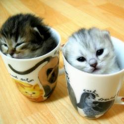 Коты, кошки, котята