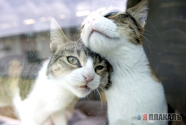 Коты, кошки, котята