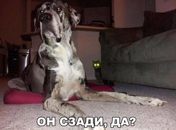 Весёлые картинки для настроения