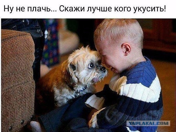 Выросли вместе: собаки и их хозяева в начале дружбы и через много лет
