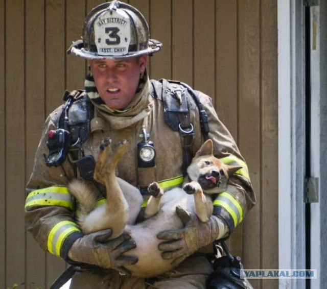 Пожарные и спасенные ими животные. Очень позитивная фотоподборка