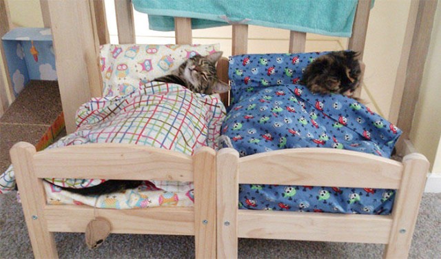 Коты и Кошки