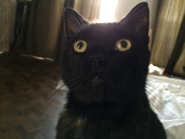 Коты и Кошки