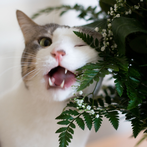Котовторник, Весна, Цветы!