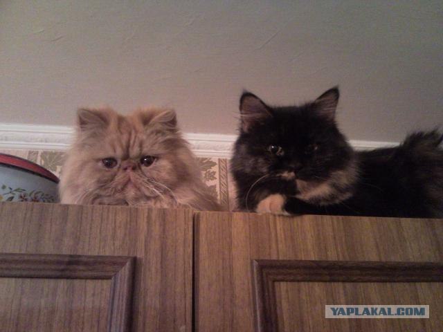 Котовторник 13.12.11 - магическе числа