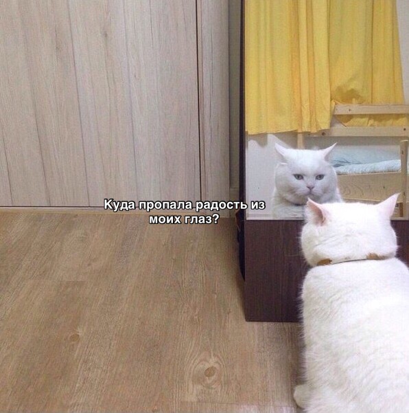 Прикольных котов пост