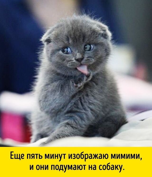 Картинки с надписями и коты, много котов