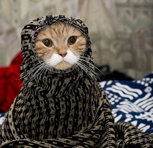 Забавные фото котеек