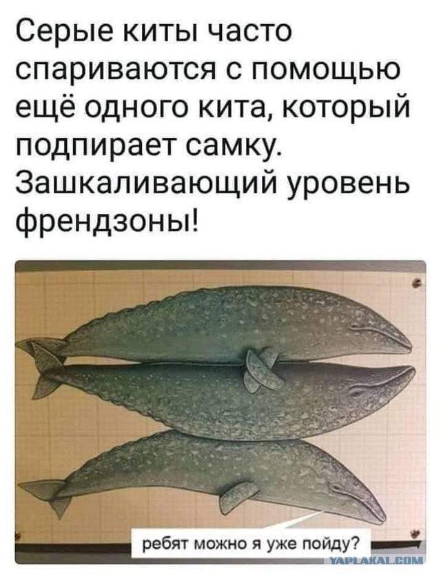 Инцесты, измены, групповуха, детский каннибализм: 20+ фактов о размножении животных