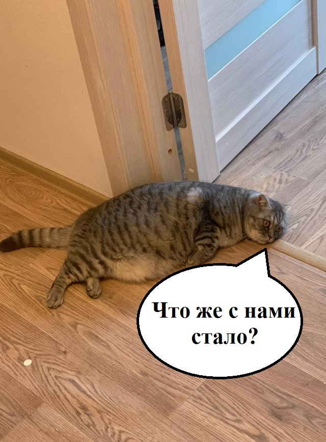Кормите быстро!