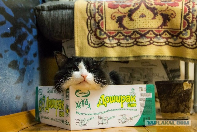 Ролтон вернулся домой!