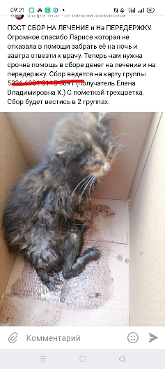 Алиска окотилась
