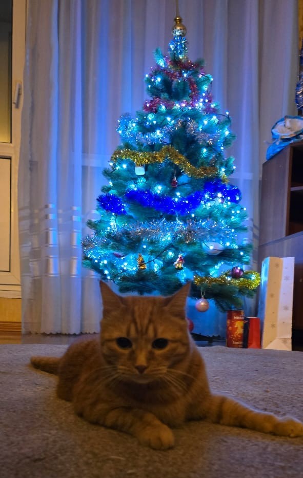 Котовторник 31.12.2024. Последний котовторник года
