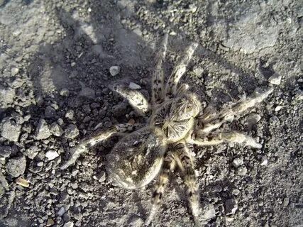 Самый страшный паук Австралии.