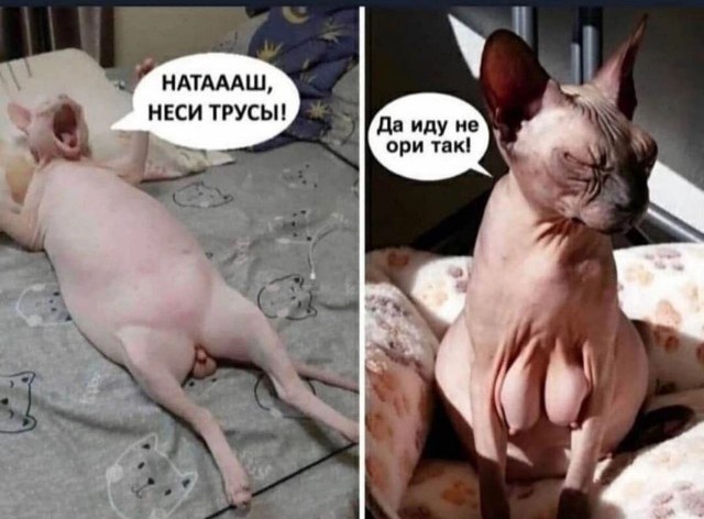 Кастрированный кот
