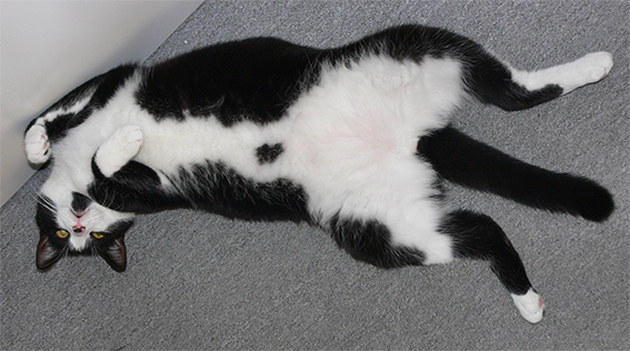 Котовторник 2.12.14