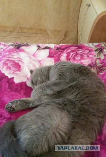 Котовторник 23.12.2014