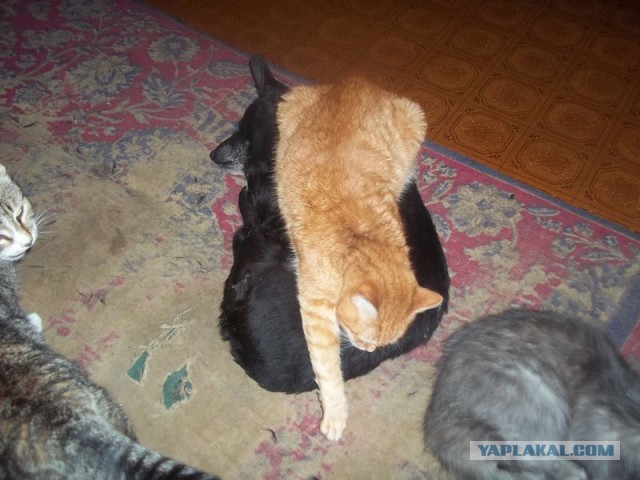 Кошки, которые используют собак вместо подушки