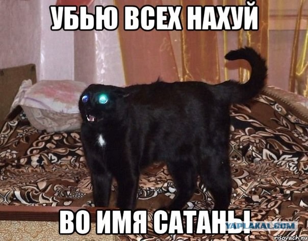 Киллер хотел убить кошку, но застрелил заказчика