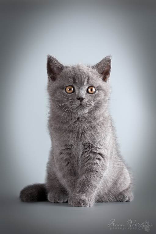 Котовторник наступил!:)