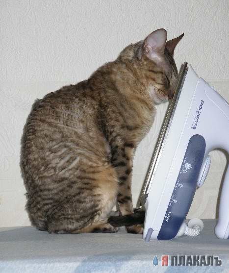 Коты, кошки, котята