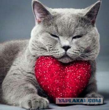 Кото-вторник 24 Мая 2016го :)