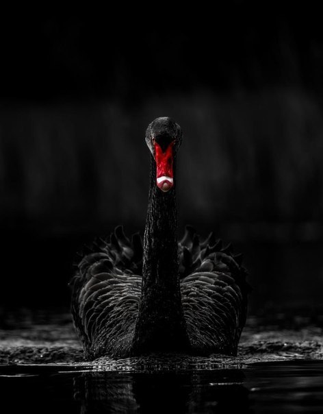 Прикольные животные