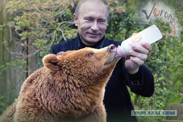 Путин показал японским журналистам Юмэ — «строгую собаку», подаренную ему Японией в 2012 году