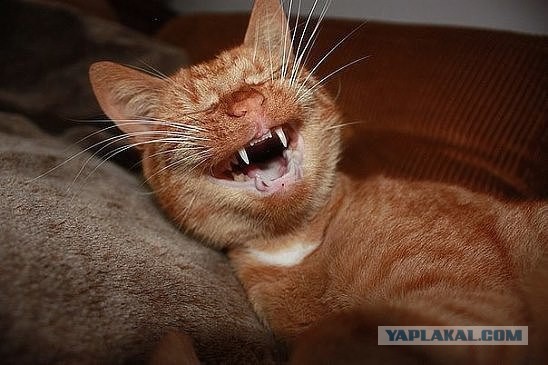 Котовторник  17.01.2017