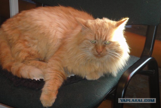 Котовторник! 08.11.11