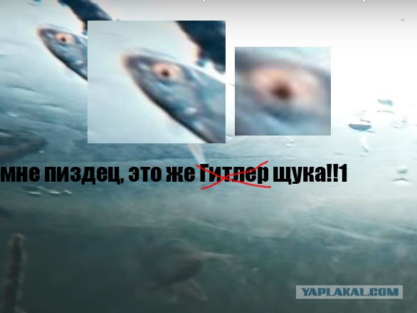 Зимняя рыбалка на жерлицы. Подводное видео.