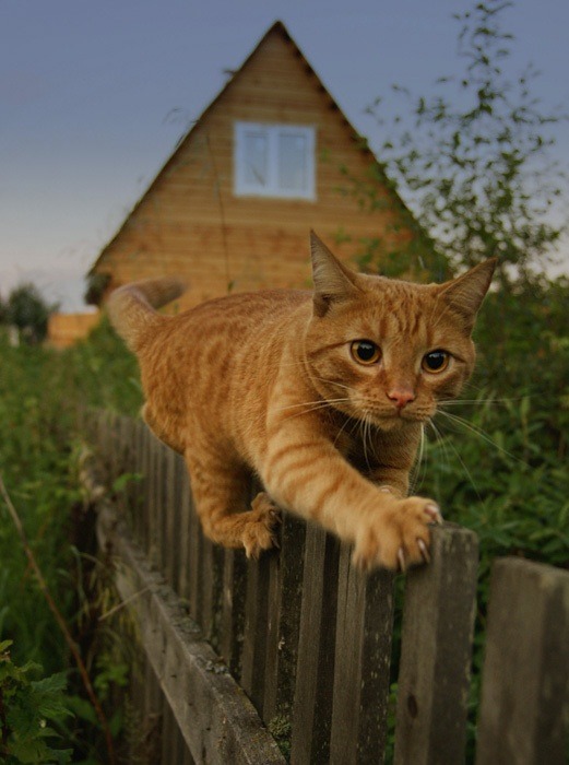 Задорные заборные котэ