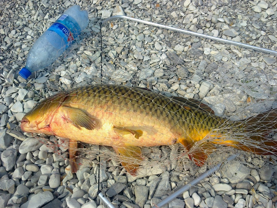 рыба в реке волга. волга сазан. большой сазан. волжский сазан. волга сазан.