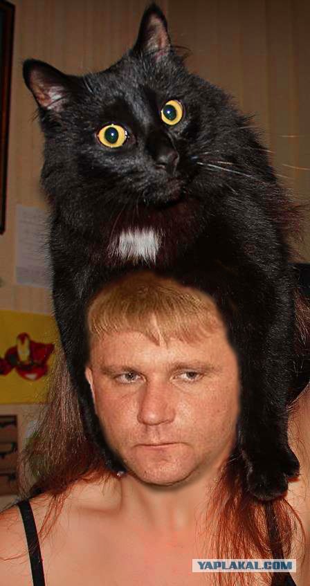 Эпичный кот