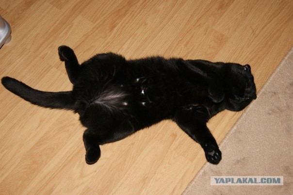 Котовторник 09.04.2013