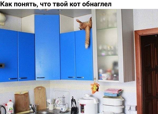 К котовторнику: подборка картинок-баянов с котиками и про котиков. Выпуск 6