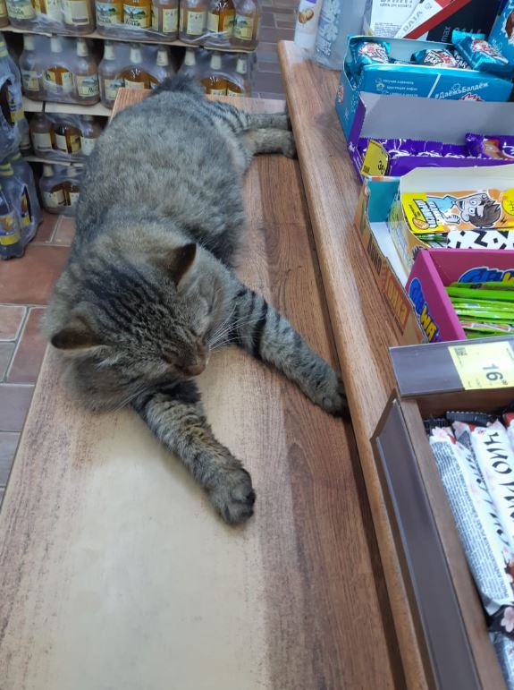 Морда протокольная