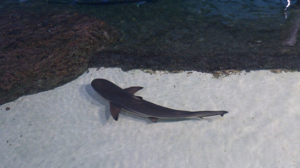 акулы в персидском заливе. акулы в персидском заливе. хаммерхед акула молот. рыбы персидского залива. Nebrius ferrugineus.