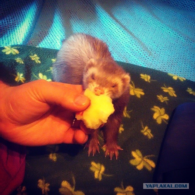 Понедельник - день тяжелый
