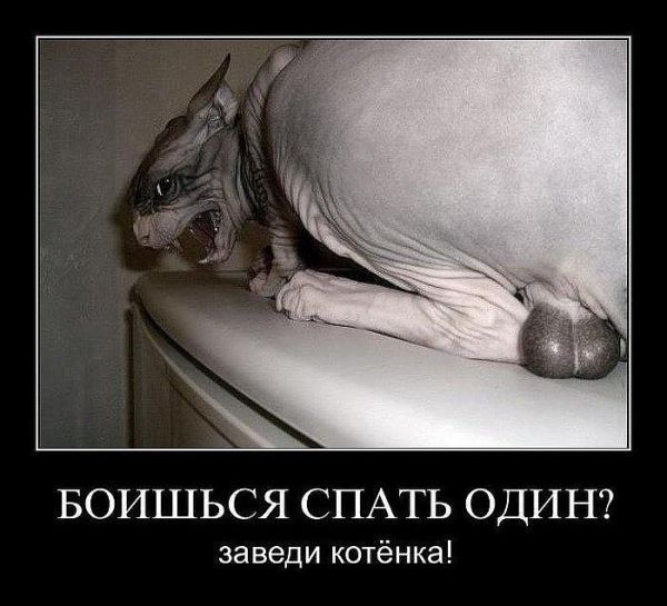 Обидели котейку? Получите, распишитесь!