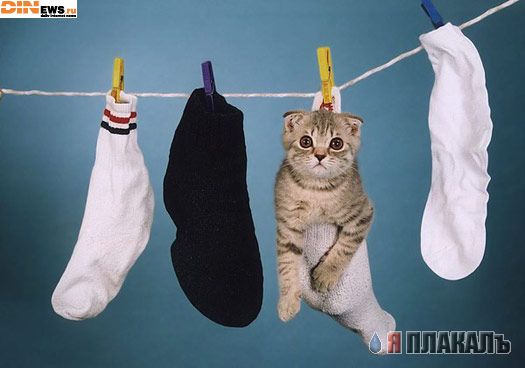 Коты, кошки, котята