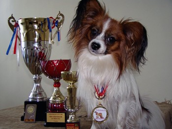 Как нашли собаку