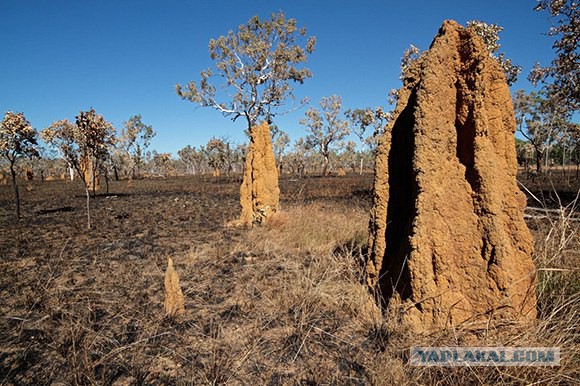 Десять тайн австралийского континента