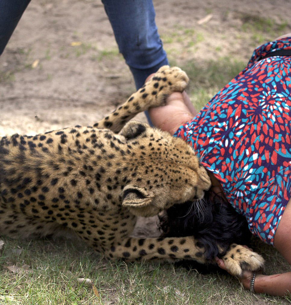 Нападение животных. Нападения гепардов на людей. Напдениеживотнихналудей. Ягуар нападает на человека.